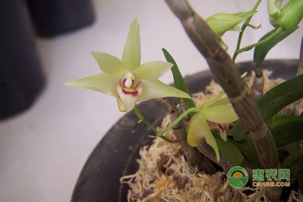 铁皮石斛怎么种植？-图片版权归惠农网所有