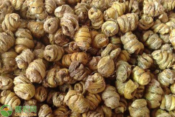 铁皮石斛怎么种植？-图片版权归惠农网所有