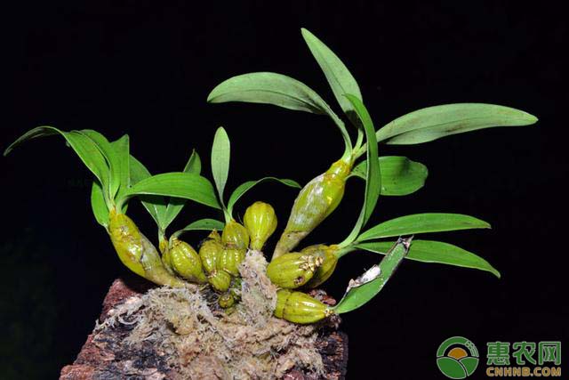石斛如何种植？石斛优质高产栽培技术要点-图片版权归惠农网所有