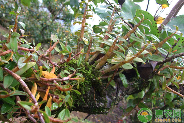 石斛如何种植？石斛优质高产栽培技术要点-图片版权归惠农网所有