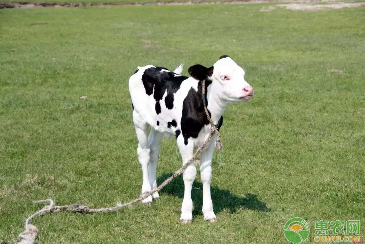养牛技术：新生犊牛护理需注意的六个问题-图片版权归惠农网所有