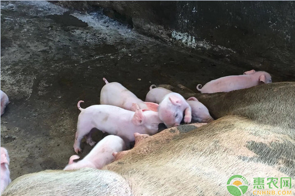 仔猪水肿病的症状和最佳治疗方法-图片版权归惠农网所有