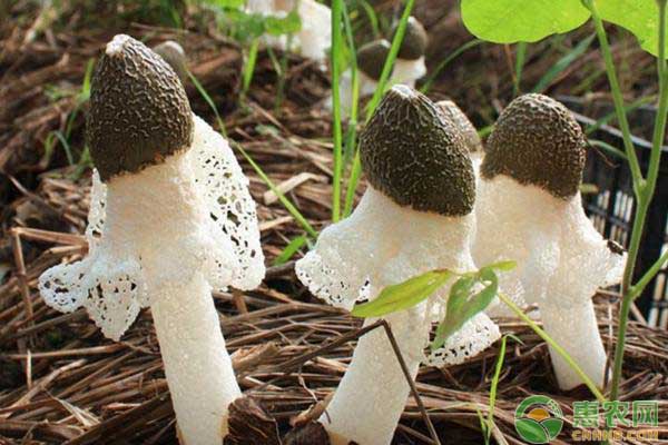 浅谈竹荪生长发育对环境条件的要求-图片版权归惠农网所有