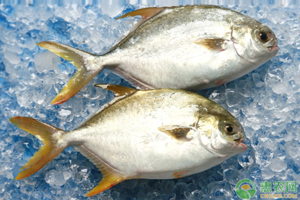 养殖鲳鱼需要掌握的越冬技术有哪些？-图片版权归惠农网所有