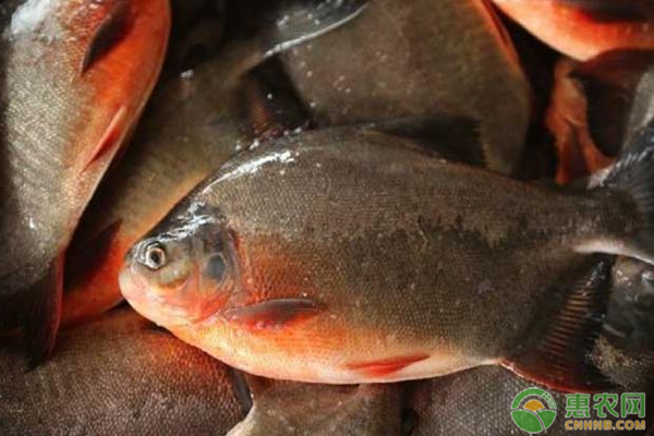 养殖鲳鱼需要掌握的越冬技术有哪些？-图片版权归惠农网所有