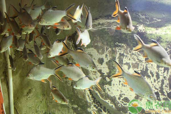 温泉水搭塑料大棚养殖淡水白鲳鱼技术-图片版权归惠农网所有