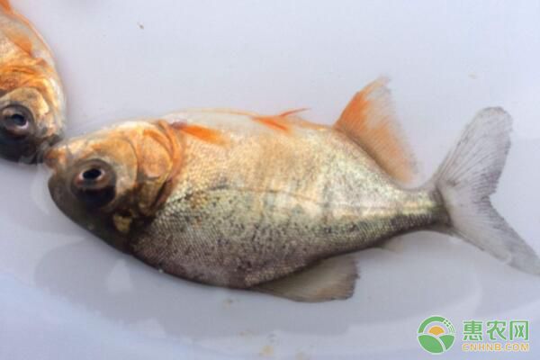 淡水白鲳的养殖模式及病害防治-图片版权归惠农网所有