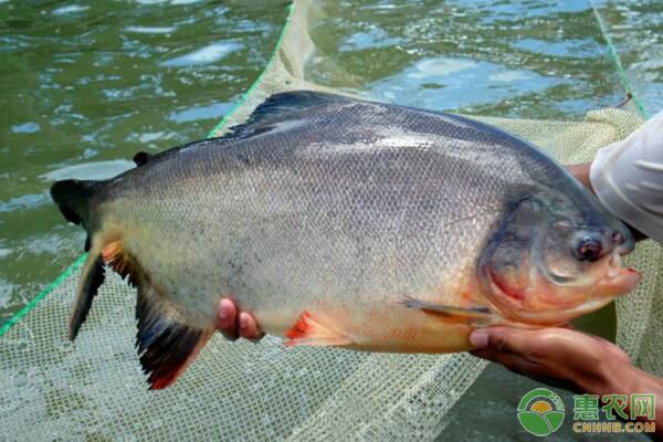 淡水白鲳的养殖模式及病害防治-图片版权归惠农网所有