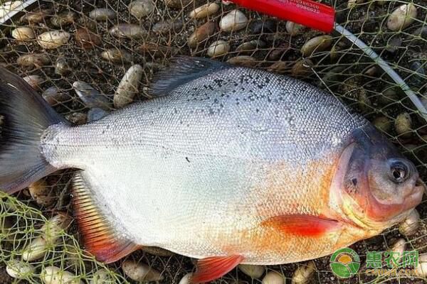 淡水白鲳的养殖模式及病害防治-图片版权归惠农网所有