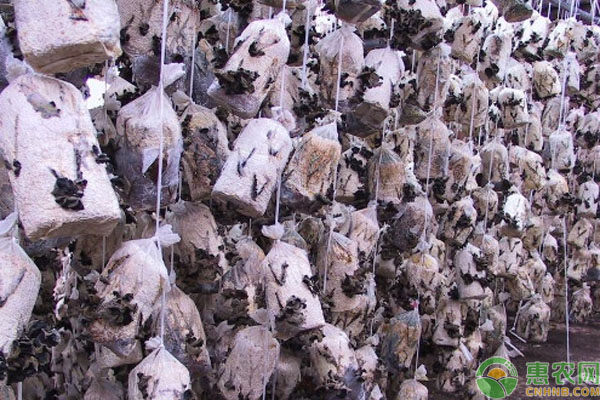 木耳种植技术和成本-图片版权归惠农网所有
