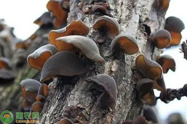 木耳种植技术和成本-图片版权归惠农网所有