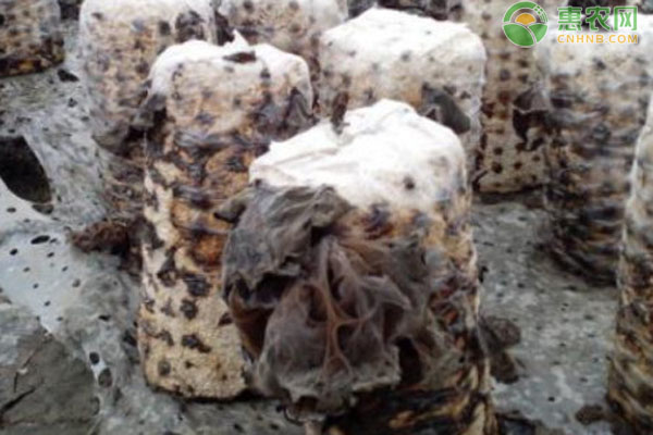 木耳种植技术和成本-图片版权归惠农网所有