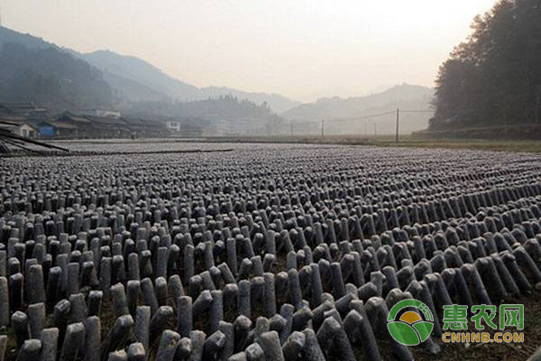 黑木耳的种植方法有几种？-图片版权归惠农网所有