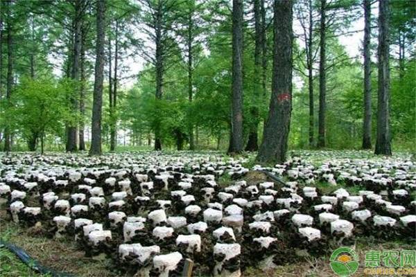 黑木耳的种植方法有几种？-图片版权归惠农网所有