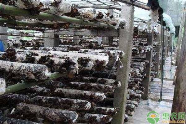 荫棚层架袋栽黑木耳技术-图片版权归惠农网所有