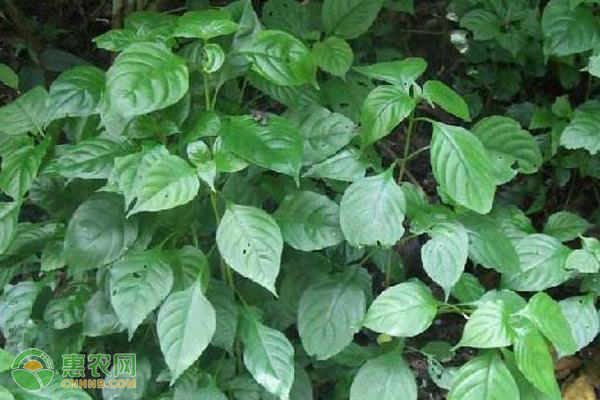 板蓝根种植技术-图片版权归惠农网所有