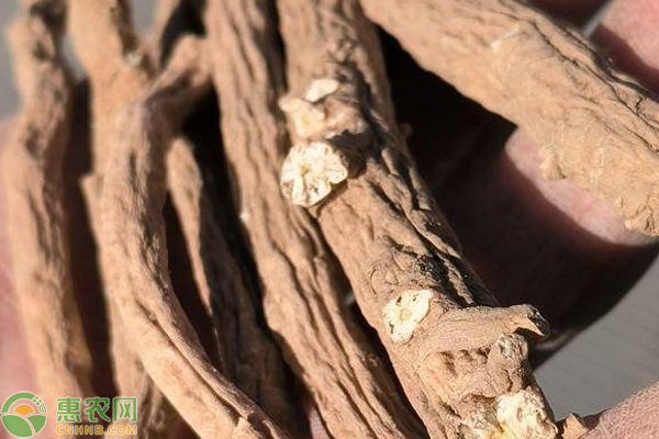 板蓝根何时种植？-图片版权归惠农网所有