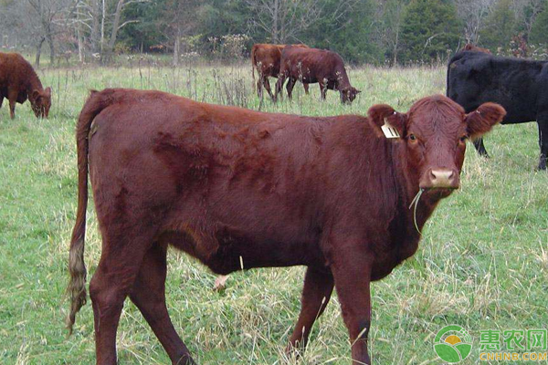 肉牛常见的疫病有那些？肉牛养殖常见的疫病种类及防治措施-图片版权归惠农网所有