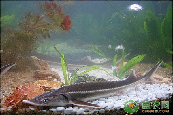达氏鳇仔稚鱼高效养殖管理技术-图片版权归惠农网所有