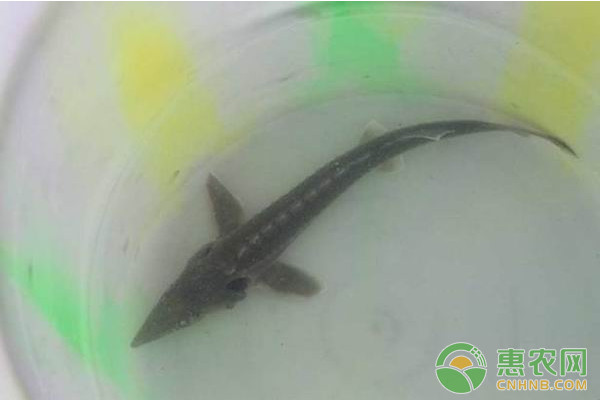 达氏鳇仔稚鱼高效养殖管理技术-图片版权归惠农网所有