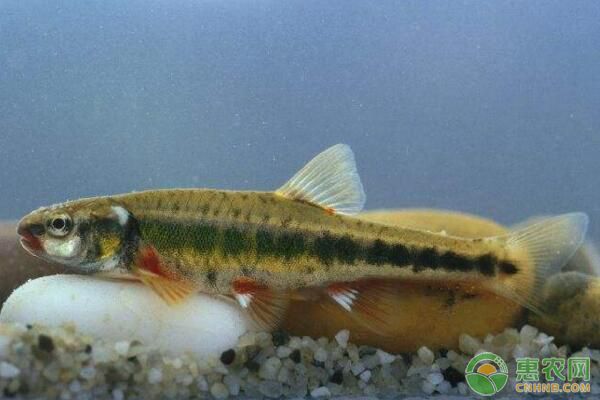 勃利县柳根鱼高产养殖技术及效益分析-图片版权归惠农网所有