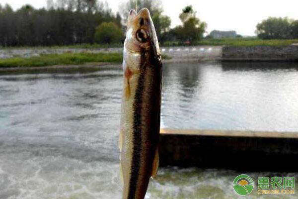 勃利县柳根鱼高产养殖技术及效益分析-图片版权归惠农网所有