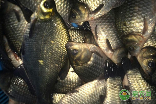 鳊鱼养殖的方法及技术-图片版权归惠农网所有