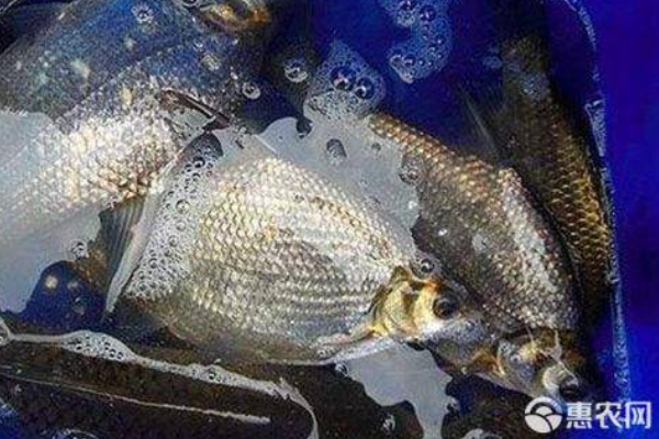鳊鱼养殖的方法及技术-图片版权归惠农网所有