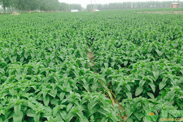 薄荷高产种植方法技术-图片版权归惠农网所有