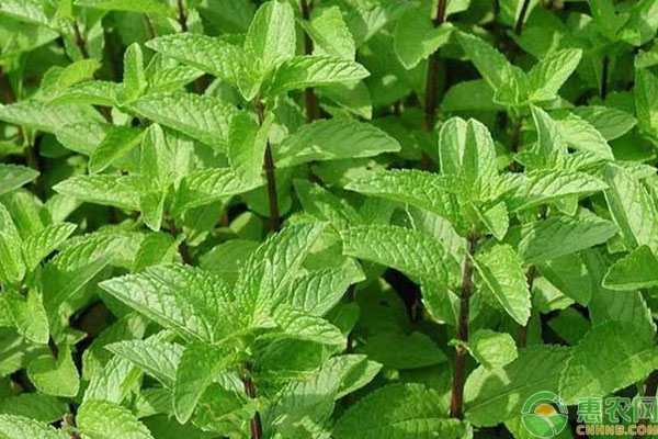 薄荷高产种植方法技术-图片版权归惠农网所有