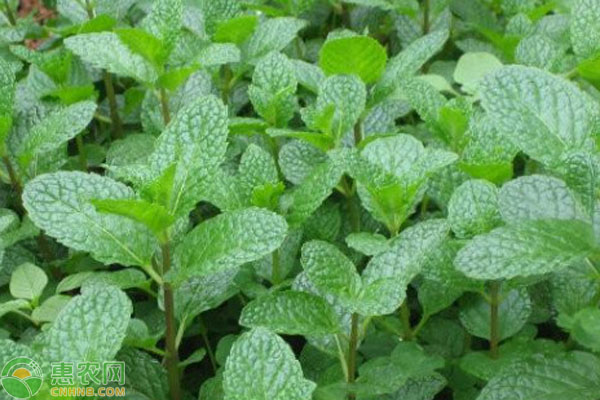 薄荷种植方法和技巧-图片版权归惠农网所有