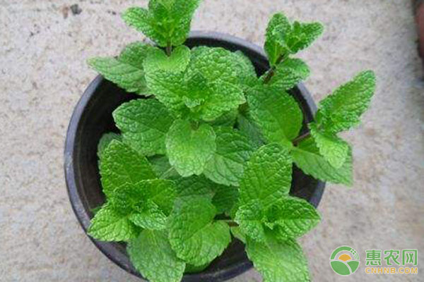薄荷如何高产种植?薄荷绿色高产栽培技术 薄荷如何高产种植?薄荷绿色高产栽培技术-图片版权归惠农网所有