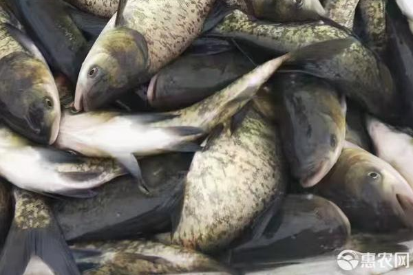 白鲢鱼养殖的方法及技术-图片版权归惠农网所有