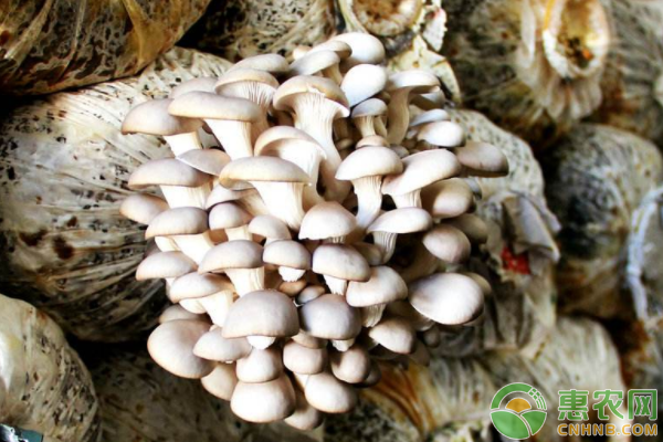 平菇高产种植技术：晚冬平菇废料种植夏季高温平菇-图片版权归惠农网所有