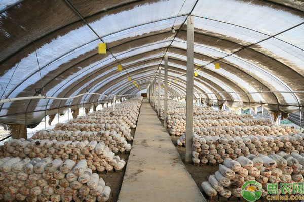 高产平菇栽培技术-图片版权归惠农网所有