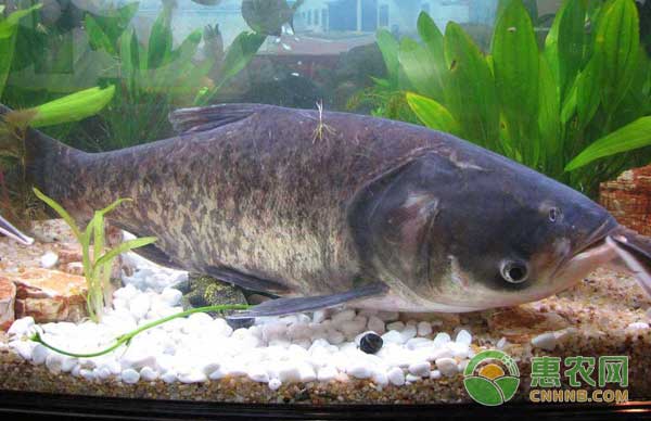 花鲢怎么养？大水面养殖花鲢的方法-图片版权归惠农网所有