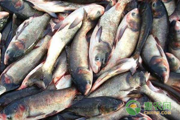 花鲢怎么养？大水面养殖花鲢的方法-图片版权归惠农网所有