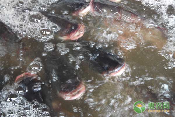 花鲢用什么肥料长得快？怎么投肥？-图片版权归惠农网所有