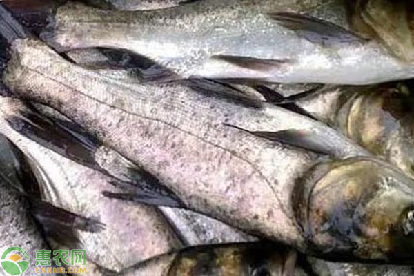 花鲢一亩水面放多少条鱼苗?-图片版权归惠农网所有