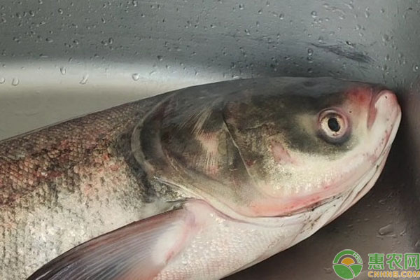 花鲢一亩水面放多少条鱼苗?-图片版权归惠农网所有