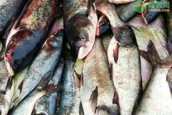 花鲢一亩水面放多少条鱼苗?-图片版权归惠农网所有