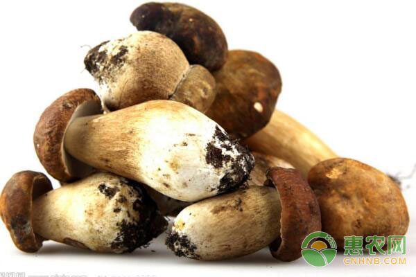 草菇种植技巧：如何利用秸秆种草菇-图片版权归惠农网所有