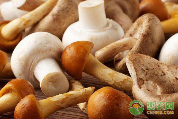 草菇种植技巧：如何利用秸秆种草菇-图片版权归惠农网所有