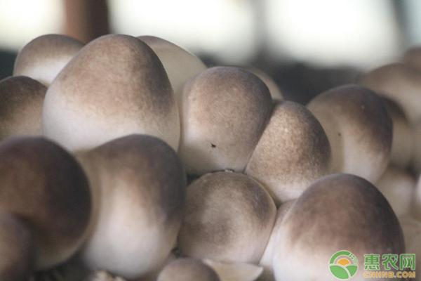 草菇高产种植技术介绍-图片版权归惠农网所有