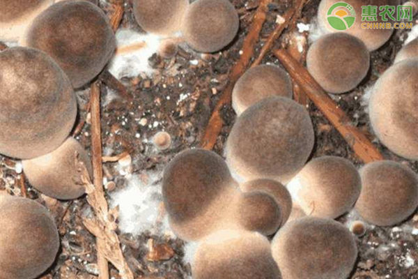 草菇要怎么种植?温室草菇栽培技术分享-图片版权归惠农网所有