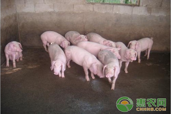肉猪养殖要注意什么？肉猪养殖技术要点介绍-图片版权归惠农网所有