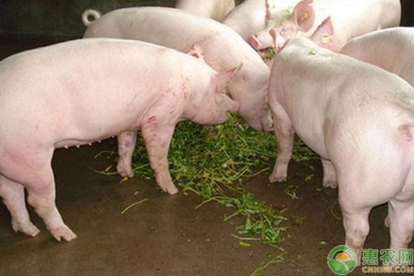 快速育肥肉猪的养殖技巧有哪些？-图片版权归惠农网所有