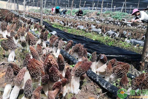 羊肚菌的种植方法和种植要点-图片版权归惠农网所有