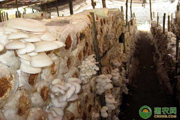 白平菇怎么种植？-图片版权归惠农网所有