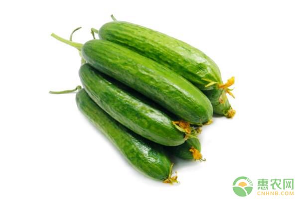 水果黄瓜有机无土栽培技术-图片版权归惠农网所有